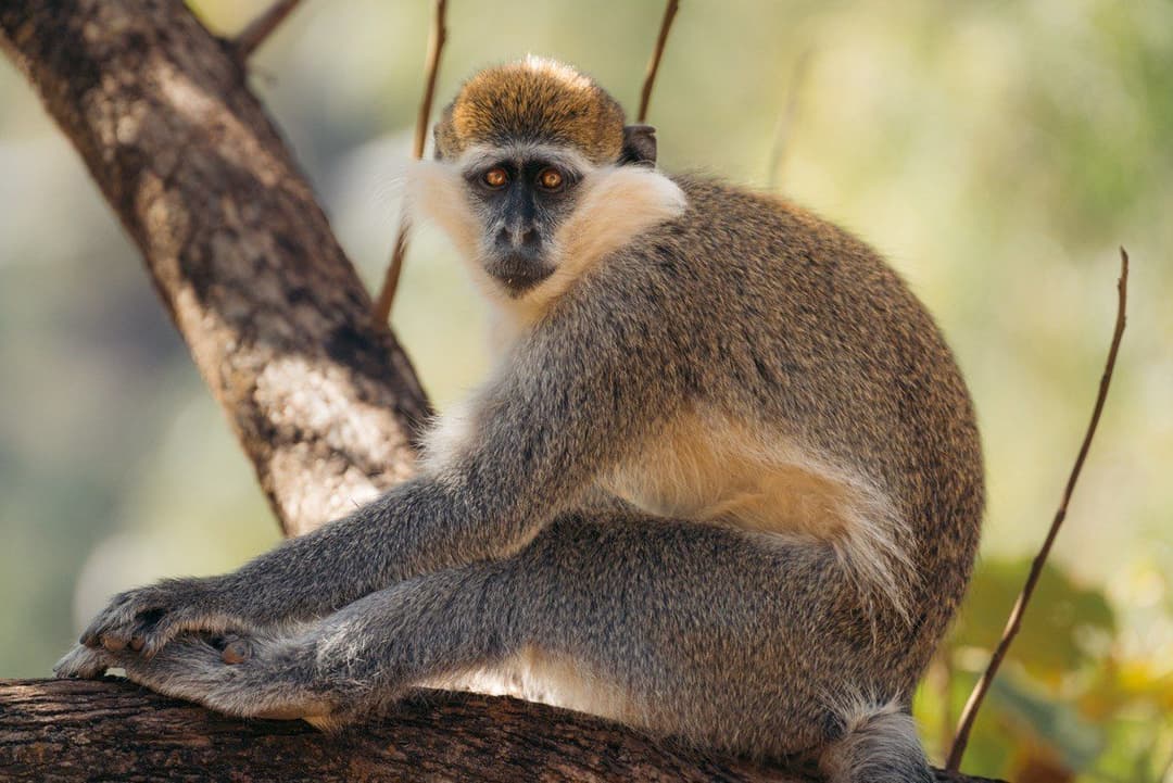 Simien Mountains National Park: Trekking Ethiopia’s Natural Wonders